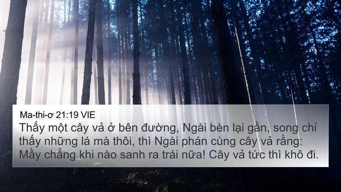 Ma-thi-ơ 21:19 VIE Bible Verse Image