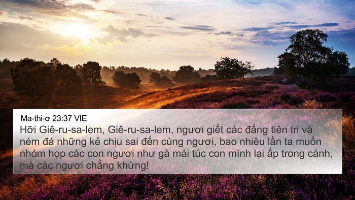 Ma-thi-ơ 23:37 VIE Bible Verse Image