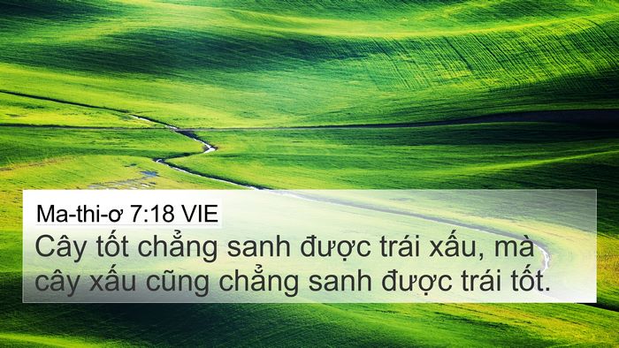 Ma-thi-ơ 7:18 VIE 4K Wallpaper - Cây tốt chẳng sanh được trái xấu, mà - 4K Wallpaper Bible Verse
