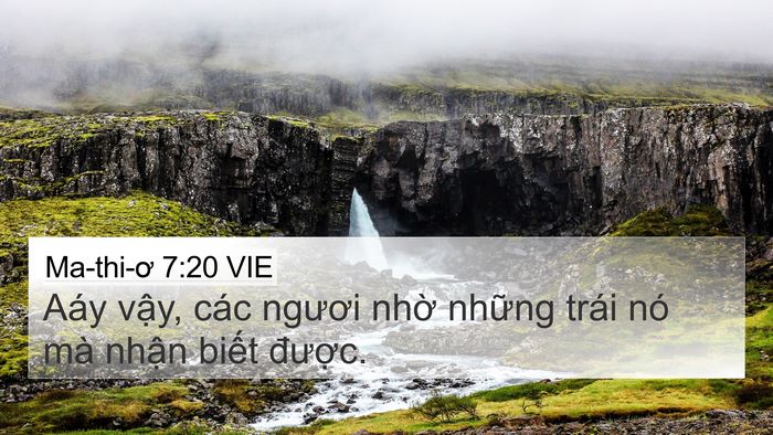 Ma-thi-ơ 7:20 VIE 4K Wallpaper - Aáy vậy, các ngươi nhờ những trái nó - 4K Wallpaper Bible Verse