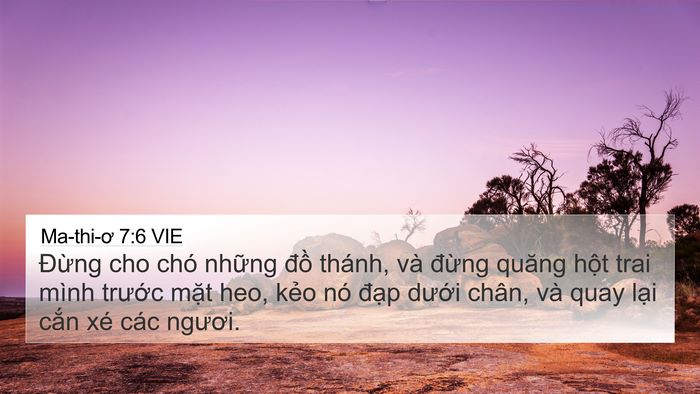 Ma-thi-ơ 7:6 VIE 4K Wallpaper - Đừng cho chó những đồ thánh, và - 4K Wallpaper Bible Verse