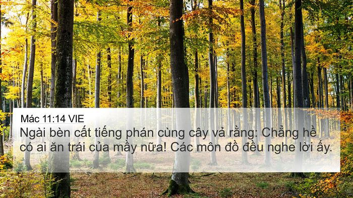 Mác 11:14 VIE Bible Verse Image