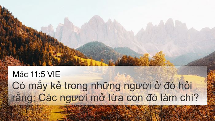 Mác 11:5 VIE 4K Wallpaper - Có mấy kẻ trong những người ở đó - 4K Wallpaper Bible Verse