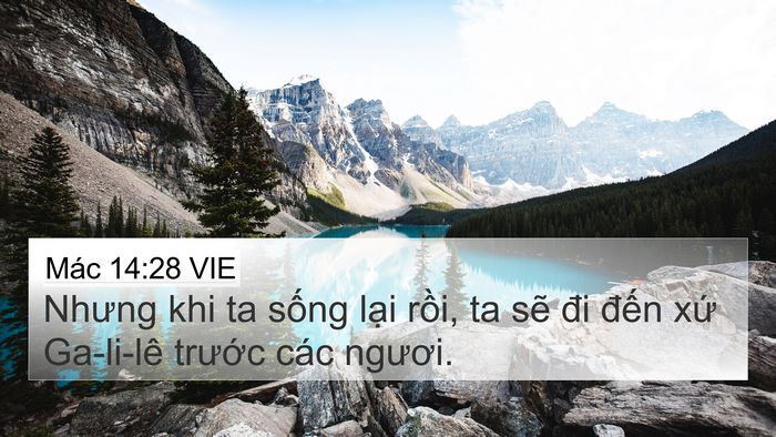 Mác 14:28 VIE Bible Verse Image