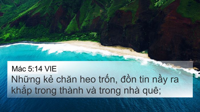 Mác 5:14 VIE 4K Wallpaper - Những kẻ chăn heo trốn, đồn tin nầy - 4K Wallpaper Bible Verse