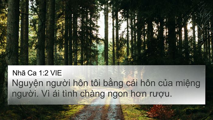Nhã Ca 1:2 VIE Bible Verse Image
