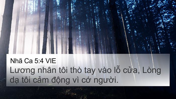 Nhã Ca 5:4 VIE 4K Wallpaper - Lương nhân tôi thò tay vào lỗ cửa, - 4K Wallpaper Bible Verse