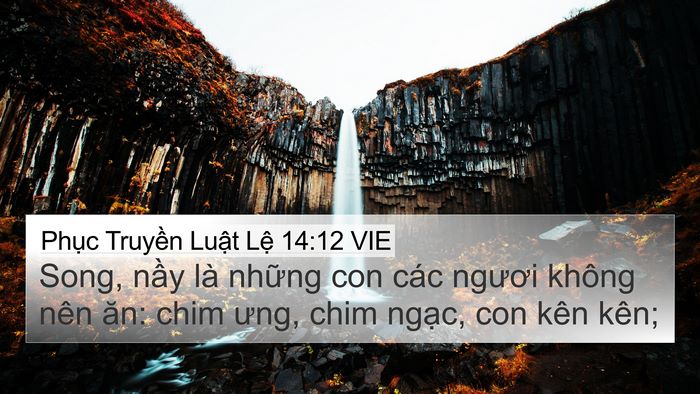 Phục Truyền Luật Lệ 14:12 VIE Bible Verse Image