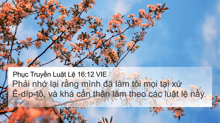 Phục Truyền Luật Lệ 16:12 VIE Bible Verse Image