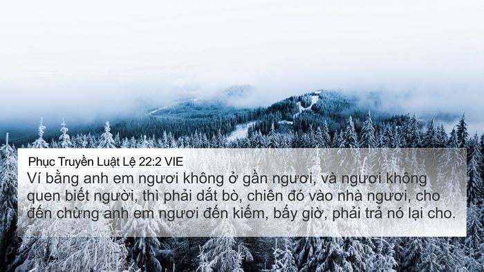 Phục Truyền Luật Lệ 22:2 VIE 4K Wallpaper - Ví bằng anh em ngươi không ở gần - 4K Wallpaper Bible Verse