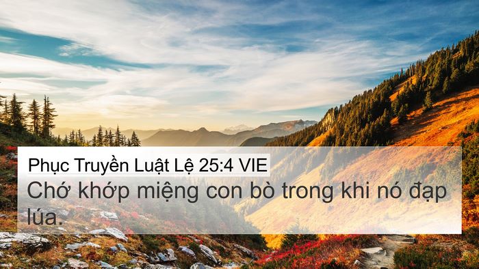 Phục Truyền Luật Lệ 25:4 VIE Bible Verse Image