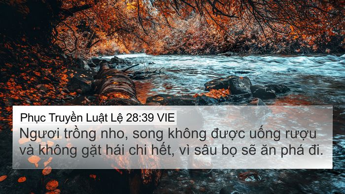 Phục Truyền Luật Lệ 28:39 VIE 4K Wallpaper - Ngươi trồng nho, song không được uống - 4K Wallpaper Bible Verse