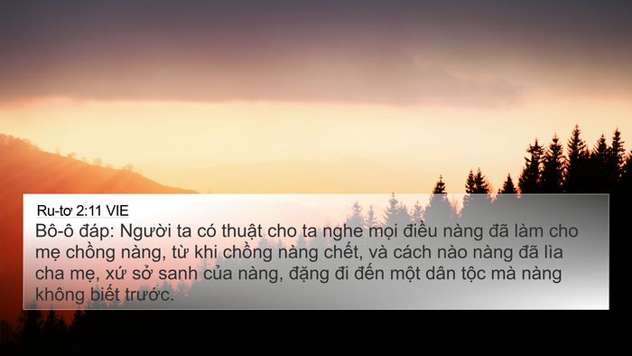 Ru-tơ 2:11 VIE 4K Wallpaper - Bô-ô đáp: Người ta có thuật cho ta nghe - 4K Wallpaper Bible Verse
