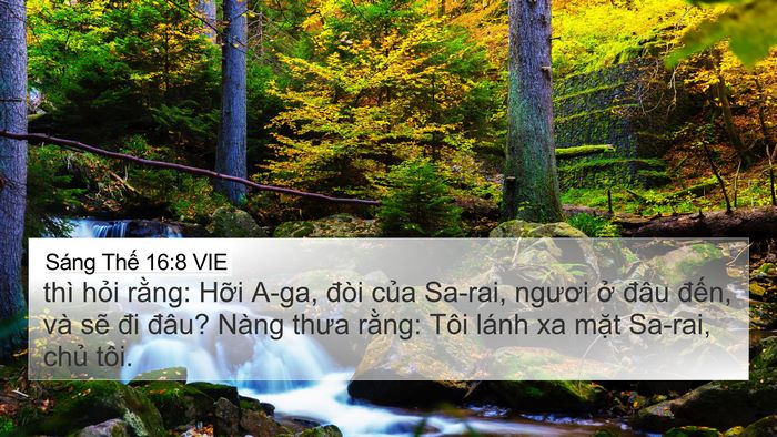 Sáng Thế 16:8 VIE Bible Verse Image