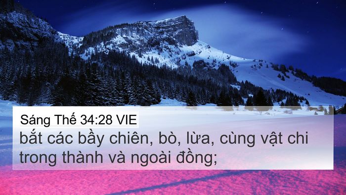 Sáng Thế 34:28 VIE 4K Wallpaper - bắt các bầy chiên, bò, lừa, cùng vật - 4K Wallpaper Bible Verse