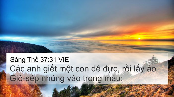 Sáng Thế 37:31 VIE 4K Wallpaper - Các anh giết một con dê đực, rồi lấy - 4K Wallpaper Bible Verse