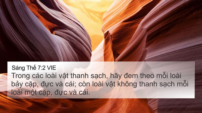 Sáng Thế 7:2 VIE Bible Verse Image