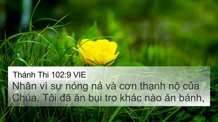 Thánh Thi 102:9 VIE Bible Verse Image