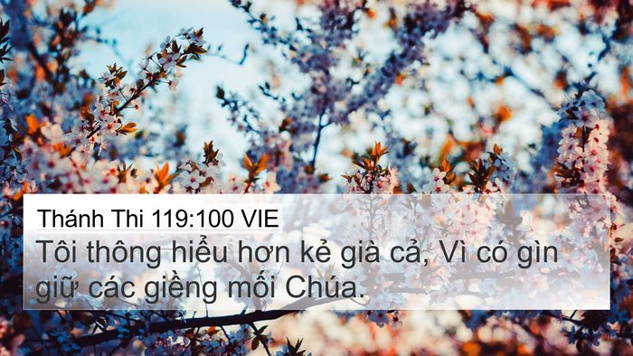 Thánh Thi 119:100 VIE Bible Verse Image