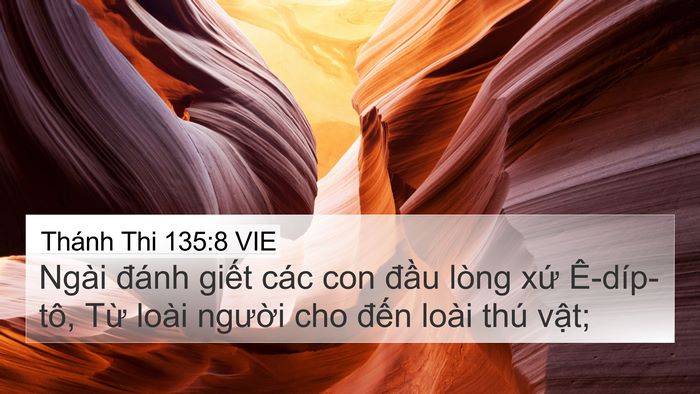 Thánh Thi 135:8 VIE Bible Verse Image