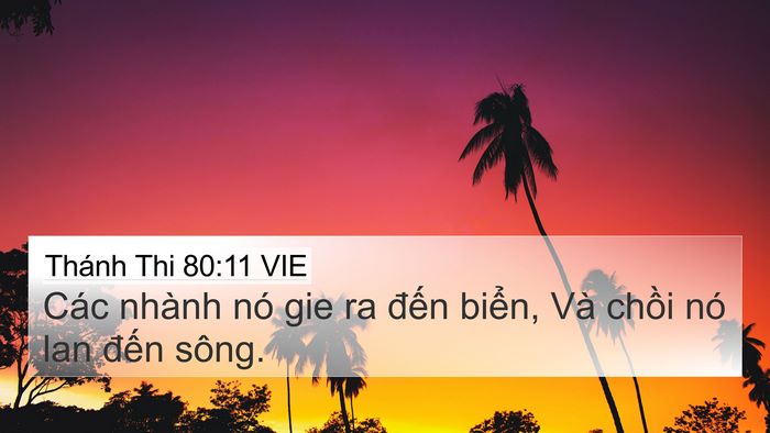 Thánh Thi 80:11 VIE Bible Verse Image