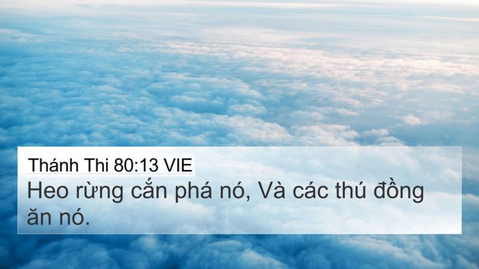 Thánh Thi 80:13 VIE Bible Verse Image