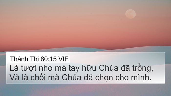 Thánh Thi 80:15 VIE Bible Verse Image