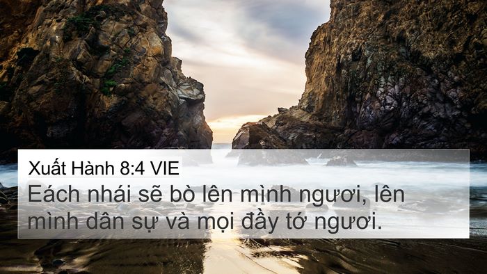 Xuất Hành 8:4 VIE 4K Wallpaper - Eách nhái sẽ bò lên mình ngươi, lên - 4K Wallpaper Bible Verse