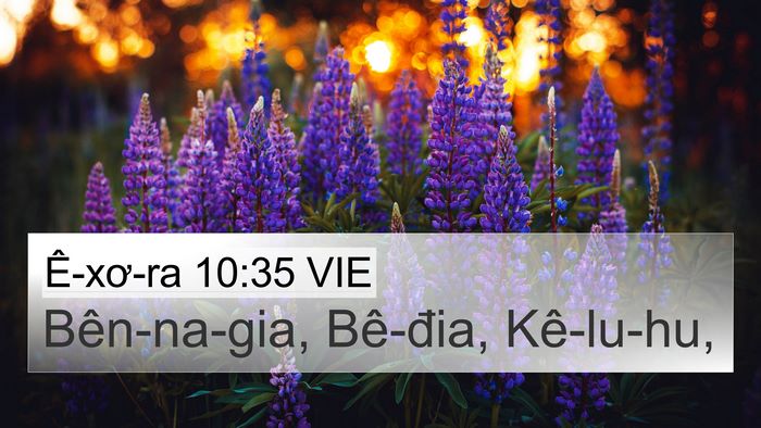 Ê-xơ-ra 10:35 VIE 4K Wallpaper - Bên-na-gia, Bê-đia, - 4K Wallpaper Bible Verse