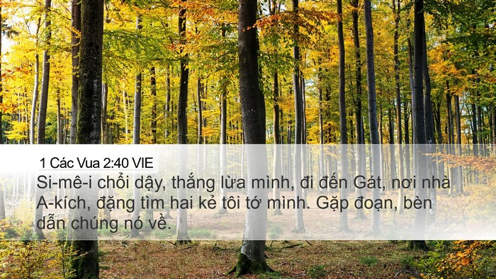 1 Các Vua 2:40 VIE Desktop Wallpaper - Si-mê-i chổi dậy, thắng lừa mình, đi - Desktop Bible Verse Wallpaper