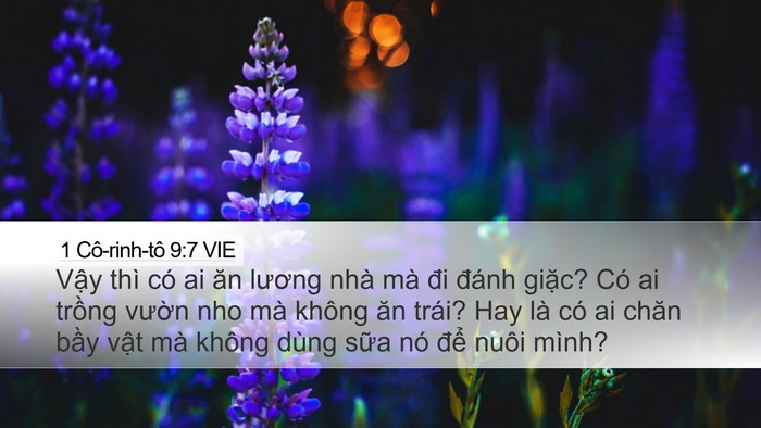 1 Cô-rinh-tô 9:7 VIE Bible Verse Image