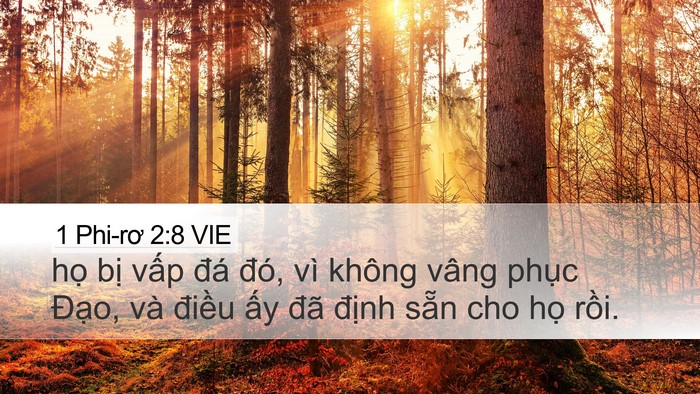 1 Phi-rơ 2:8 VIE Bible Verse Image