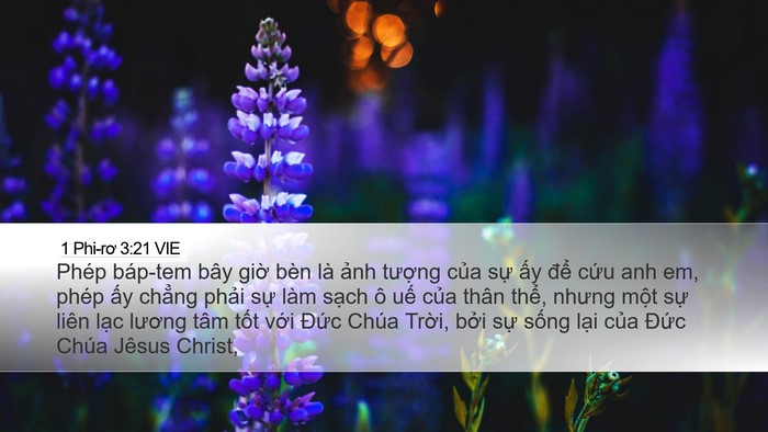 1 Phi-rơ 3:21 VIE Bible Verse Image