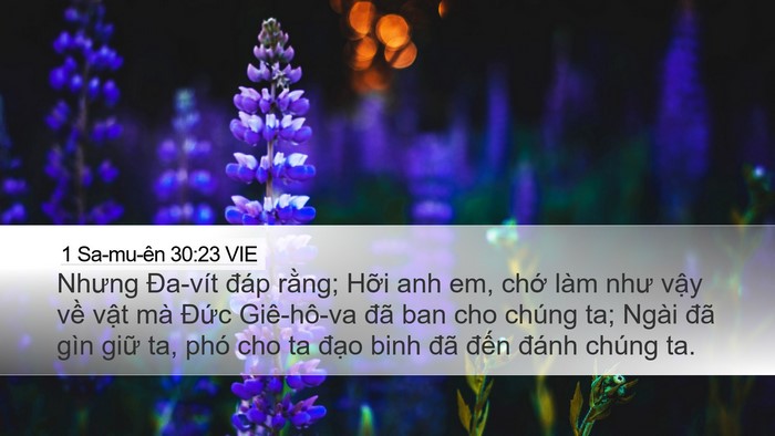 1 Sa-mu-ên 30:23 VIE Desktop Wallpaper - Nhưng Đa-vít đáp rằng; Hỡi anh em, chớ - Desktop Bible Verse Wallpaper