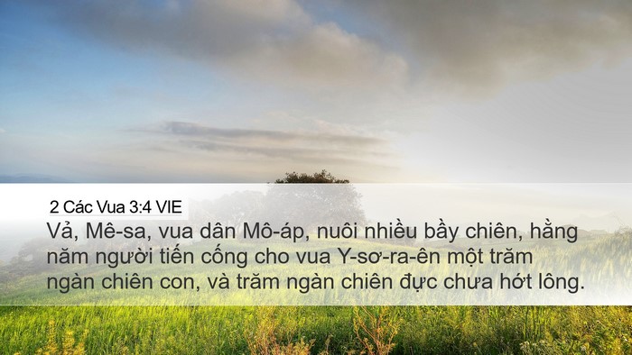 2 Các Vua 3:4 VIE Bible Verse Image