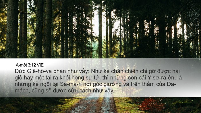 A-mốt 3:12 VIE Desktop Wallpaper - Đức Giê-hô-va phán như vầy: Như kẻ - Desktop Bible Verse Wallpaper