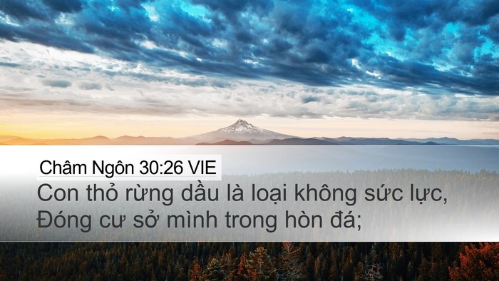 Châm Ngôn 30:26 VIE Bible Verse Image