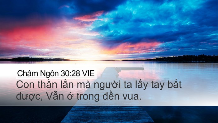 Châm Ngôn 30:28 VIE Desktop Wallpaper - Con thằn lằn mà người ta lấy tay bắt - Desktop Bible Verse Wallpaper