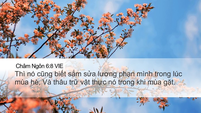 Châm Ngôn 6:8 VIE Bible Verse Image