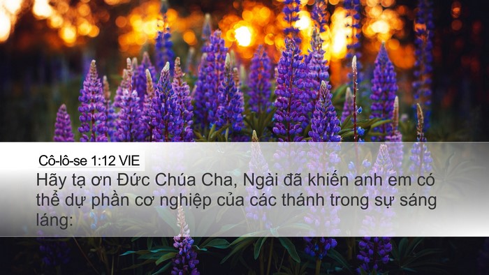 Cô-lô-se 1:12 VIE Bible Verse Image