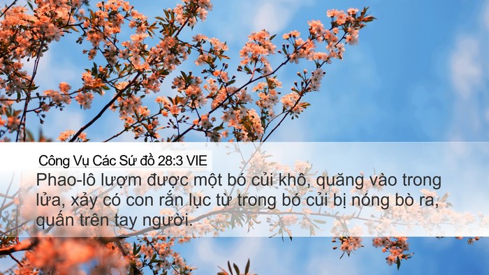 Công Vụ Các Sứ đồ 28:3 VIE Bible Verse Image