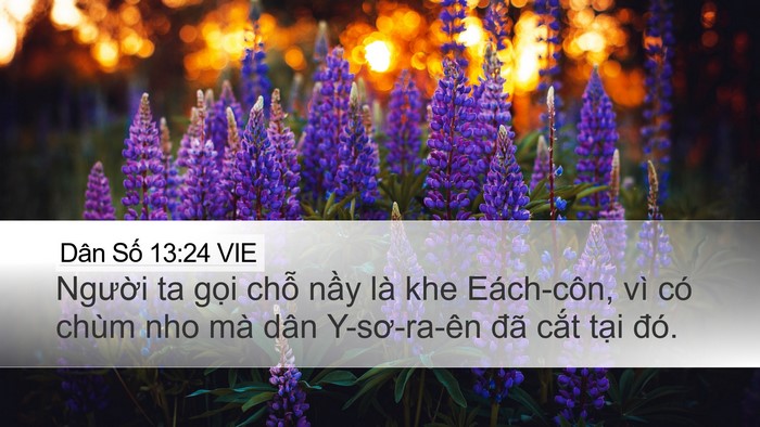 Dân Số 13:24 VIE Desktop Wallpaper - Người ta gọi chỗ nầy là khe Eách-côn, - Desktop Bible Verse Wallpaper