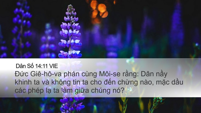 Dân Số 14:11 VIE Bible Verse Image