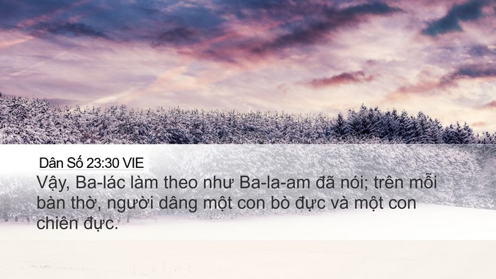 Dân Số 23:30 VIE Bible Verse Image