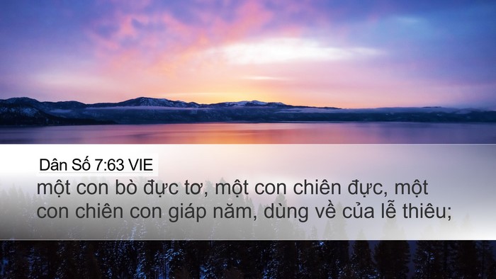 Dân Số 7:63 VIE Desktop Wallpaper - một con bò đực tơ, một con chiên - Desktop Bible Verse Wallpaper