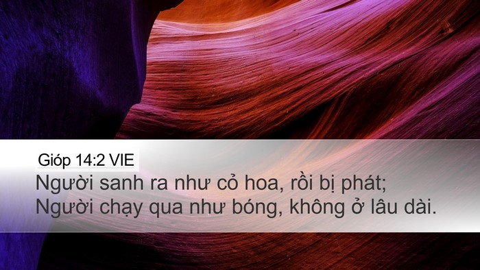 Gióp 14:2 VIE Bible Verse Image