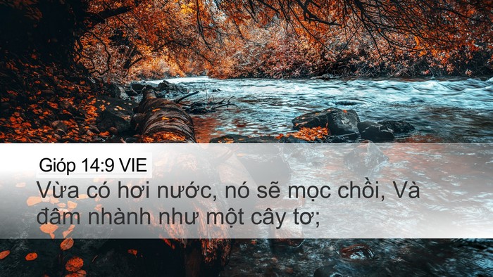 Gióp 14:9 VIE Desktop Wallpaper - Vừa có hơi nước, nó sẽ mọc chồi, - Desktop Bible Verse Wallpaper