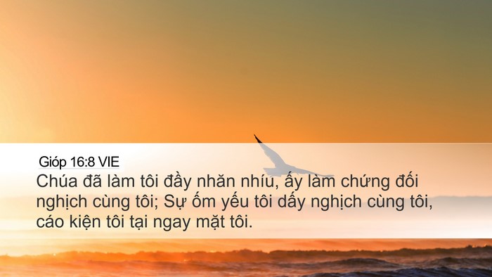 Gióp 16:8 VIE Bible Verse Image