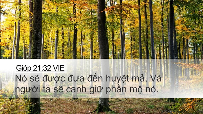Gióp 21:32 VIE Bible Verse Image