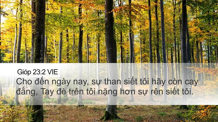 Gióp 23:2 VIE Bible Verse Image